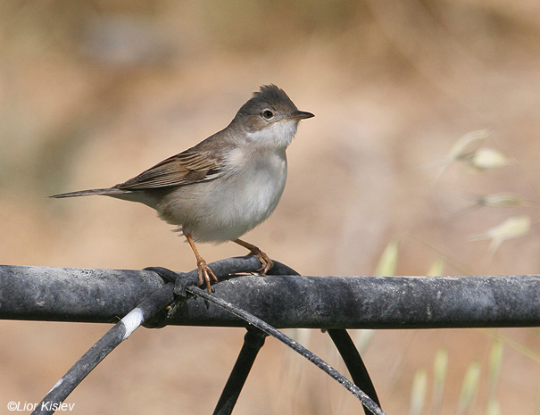 סבכי  קוצים  Common Whitethroat Sylvia communis                נאות סמדר,הערבה,מאי 2008.צלם:ליאור כסלו